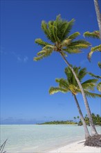 Coconut palms (Cocos nucifera), in the background Motu, private island, bird island, privileged,