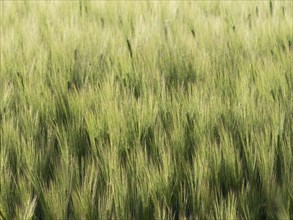 Immature barley field