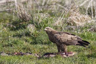 Lesser spotted eagle, Aquila pomarina, lesser spotted eagle