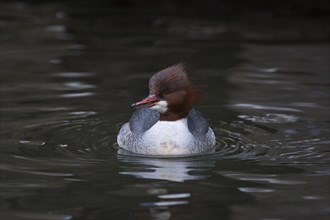 Goosander, female, Mergus merganser, common merganser, female