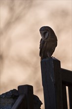 Barn owl, Tyto alba, barn owl