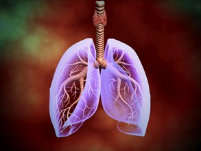 Illustration of trachea with lungs, transperancy look