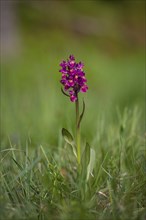 Elder-flowered orchid, Dactylorhiza sambucina, elder-flowered orchid