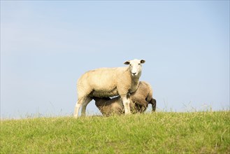 Suckling young sheep on a dyke crest with green grass against a blue sky