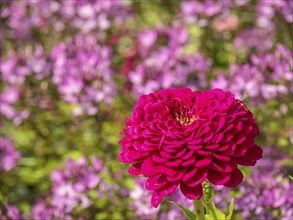 Vivid red flower in a blooming summer garden with pink background flowers, Bad Lippspringe,