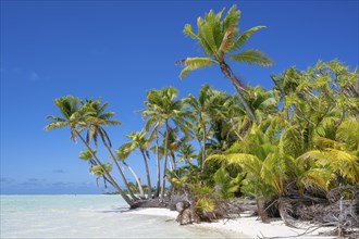 Pure South Seas with coconut palms (Cocos nucifera), private island, bird island, privileged,