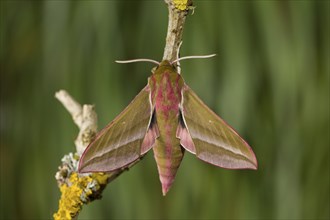 Elephant hawk-moth, Deilephila elpenor, elephant hawk-moth