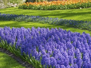 Purple hyacinths and colourful tulips form a vibrant field in a garden, Amsterdam, Netherlands