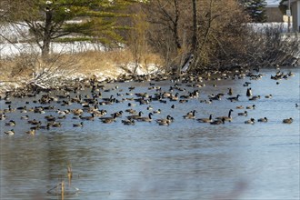 Flocks of ducks and geese gather in winter