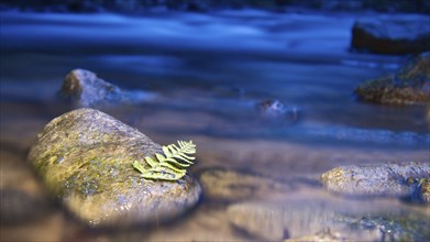 Long exposure of a river, stones with fern leaf in the foreground. Forest in the background.