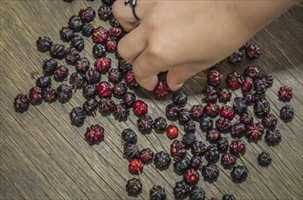 Pitanga, exotic Brazilian fruit. hand of child picking fruit. Brazilian cherry, Suriname cherry,