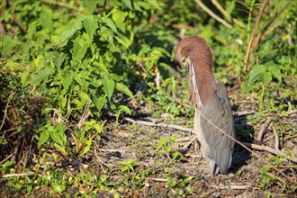 Rufescent tiger heron (Tigrisoma lineatum) Pantanal Brazil