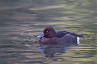 Moorente, Aythya nyroca, ferruginous duck