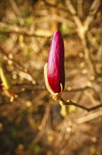 Magnolia trees are a true splendor in the flowering season. An eye-catcher in the landscape.