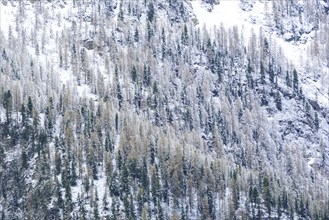 Snow-covered mountain forest in the Stilserjoch National Park in South Tyrol