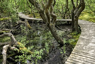 Boardwalk in the quarry forest at Vogelkoje Meeram, Amrum, North Frisian Island, North Frisia,