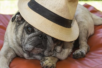 Beautiful pug breed dog, with stylish hat, closeup, portrait, old dog