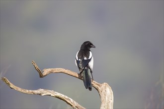 Elster, Pica pica, Eurasian magpie