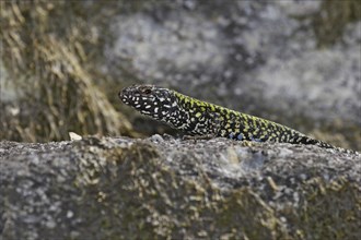 Common wall lizard, male, Podarcis muralis nigriventris, common wall lizard, male