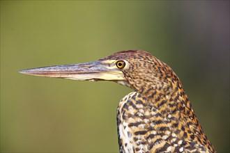 Rufescent tiger heron (Tigrisoma lineatum) Pantanal Brazil