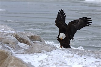 The Bald eagle sitting on the shores of Lake Michigan