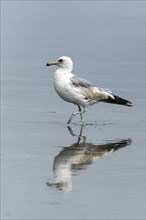 Reflection of a Herring Gull searching for food on Orange City Beach in Ocean Shores, Washington