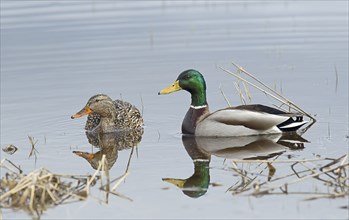 A male and female mallard couple both look in the same direction on Hauser Lake in Idaho