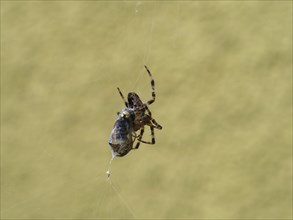 European garden spider (Araneus diadematus) with a prey wasp, Leoben, Styria, Austria, Europe