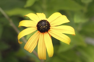 A close up photo of a black eyed susan daisy in a small garden in north Idaho