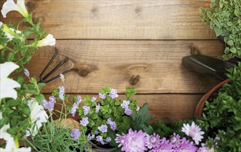 Top view on gardening, landscaping tools and equipment, different flowers and various herbs in pots