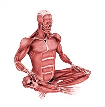 Medical illustration of male muscles in a sitting position, perspective view