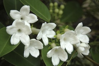 Spray of white flowers in garden setting