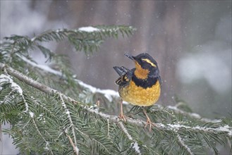 A male Varied Thrush is perched on a branch covered in snow during winter in north Idaho