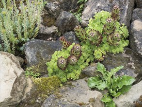 Houseleek blooms between sandstones in a garden