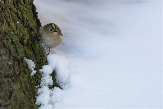 A goldcrest in January