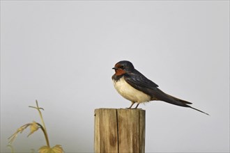 Barn swallow, Hirundo rustica, barn swallow