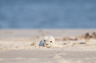 A newborn grey seal lies in the sand of the Heligoland dune