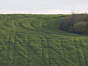 Vertical tractor tracks criss-cross a green field in Thuringia