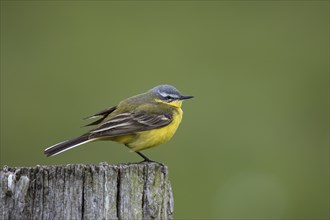 Yellow wagtail, Motacilla flava, western yellow wagtail