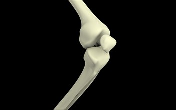 Illustration of knee bone, bending