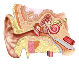 Anatomy of human ear