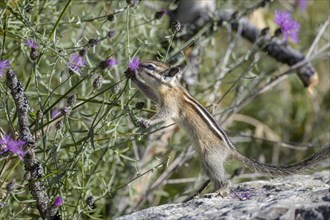 A cute chipmunk reaches up to get the flower at Farragut State Park in north Idaho