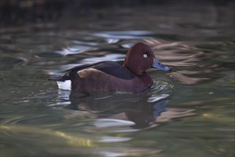 Moorente, Aythya nyroca, ferruginous duck