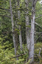 Giant live trees and hemlocks in the coastal rainforest of Vancouver Island in Canada