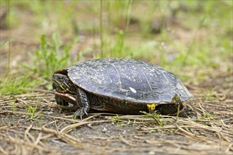 A close up of a painted turtle with its head partly in it shell in Post Falls, Idaho