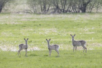 A herd of deer stand in a grassy field near Newman Lake, Washington