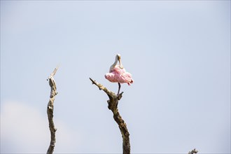 Roseate spoonbill (Ajaia ajaja) Pantanal Brazil