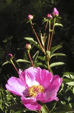 Pink and yellow peonies