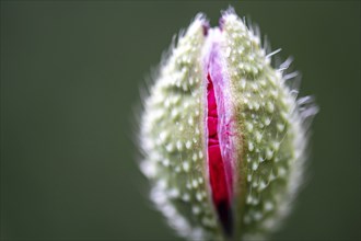 Red poppy flower about to bloom