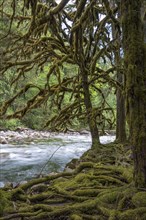 Temperate rainforest on the Englishman River on Vancouver Island, Canada, North America